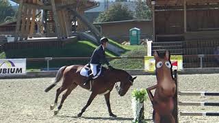 Greenfield Horses- gelding 5y.o. by Nabab de Reve x Concorde