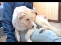 ８キロの抱っこ犬