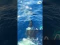 Orcas Attack Boat Off Of Spain In Growing Trend Experts Say Might Be Revenge Orcas Attack Boat Off Of Spain In Growing Trend Experts Say Might Be Revenge