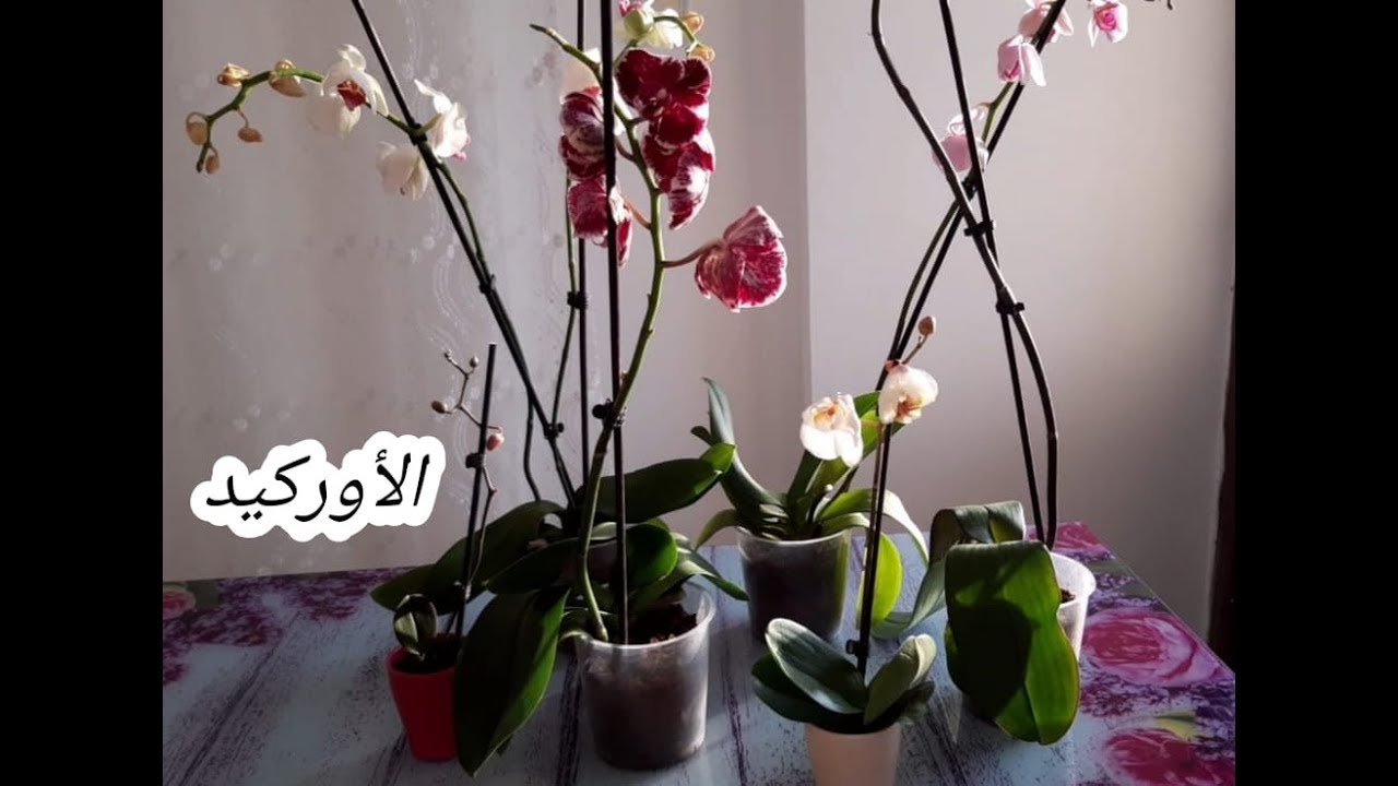 أرق وأجمل الأزهار المنزلية التي تدوم وتدوم لشهور...طريقة العناية بزهرة الاؤركيد orchid ؟