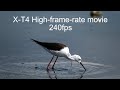 X-T4 High-frame-rate movie　wild birds