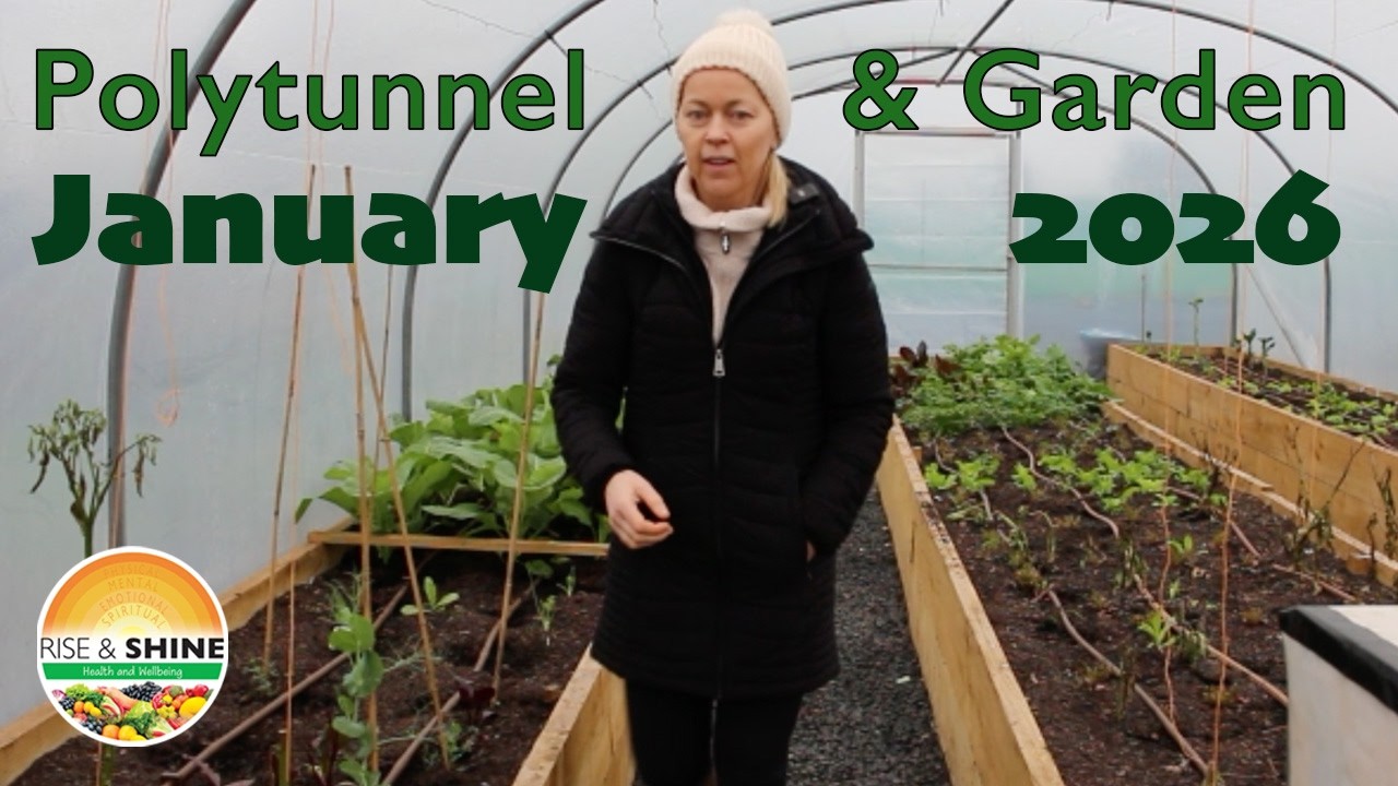 Polytunnel & Garden January 2026