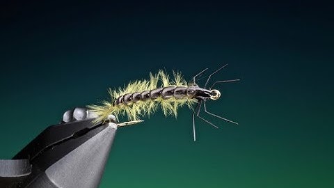 Tying the Melt glue Rhycophila larva with Barry Ord Clarke