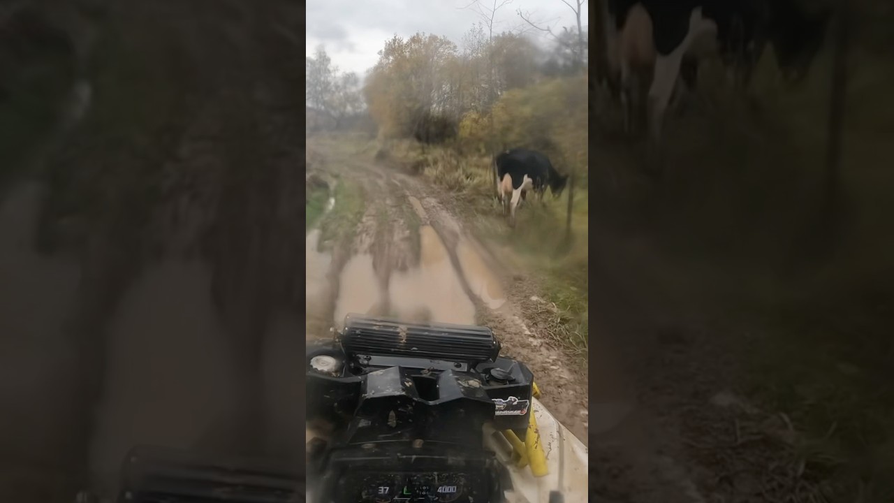 😳 Чуть не снес корову 😅 