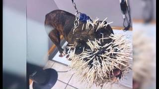 Abilene community rallies to help dog recover after severe porcupine attack