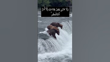 سورة الانعام | إكتب شيء تؤجر عليه #القرآن #القرآن_الكريم