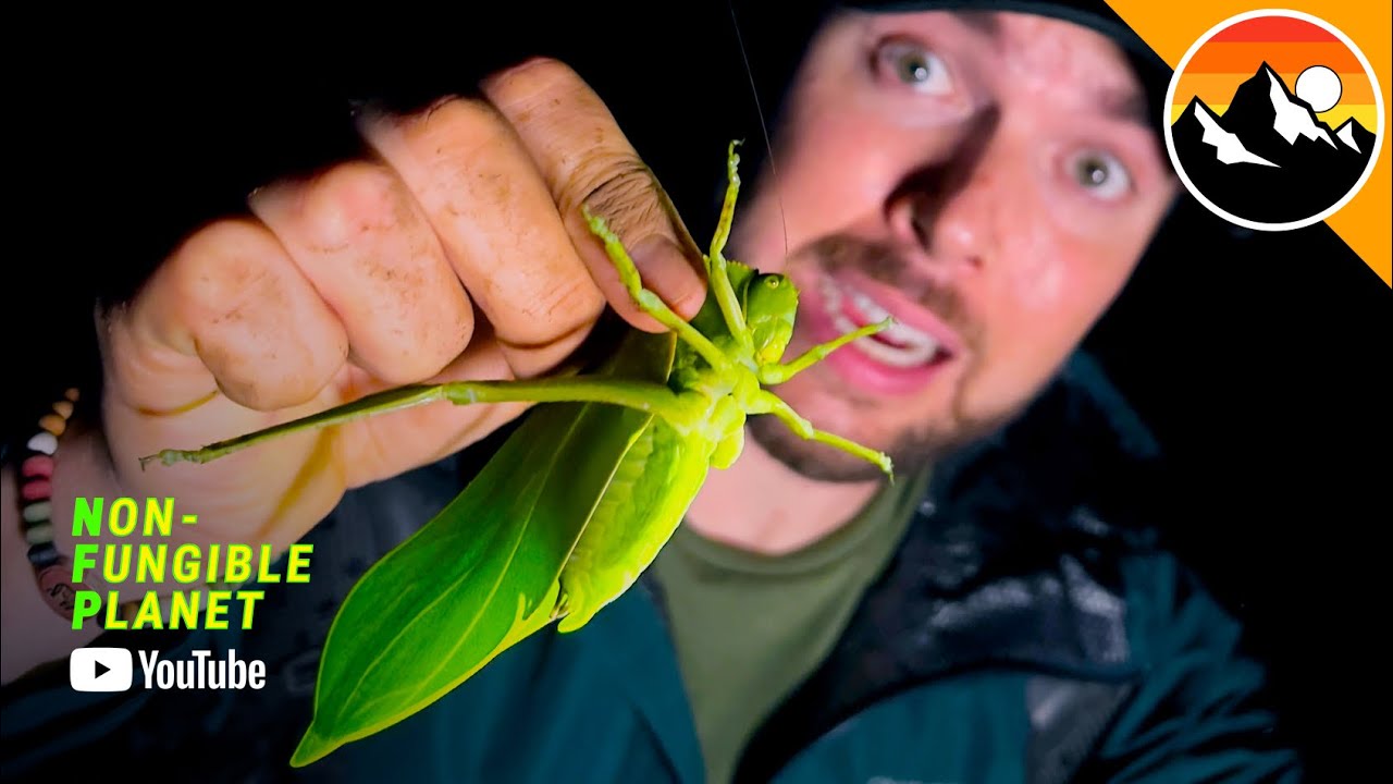 Ecuador’s Discovery of a Giant Leaf Creature! | Non-Fungible Planet’s YouTube Channel – Video