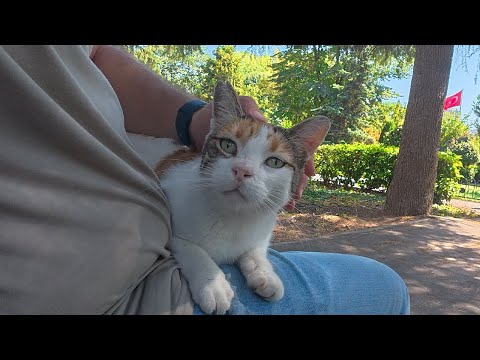 I met the loudest purring stray cat