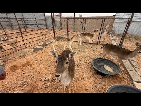 فيديو محمية الغزلان والارانب و الكبياء🦘🫎🦌
