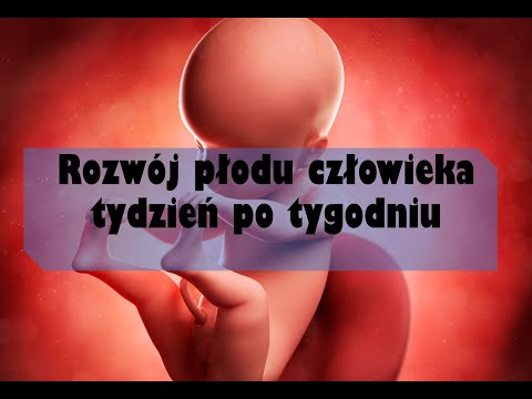 Wideo: Jak wygląda 5-miesięczny płód?