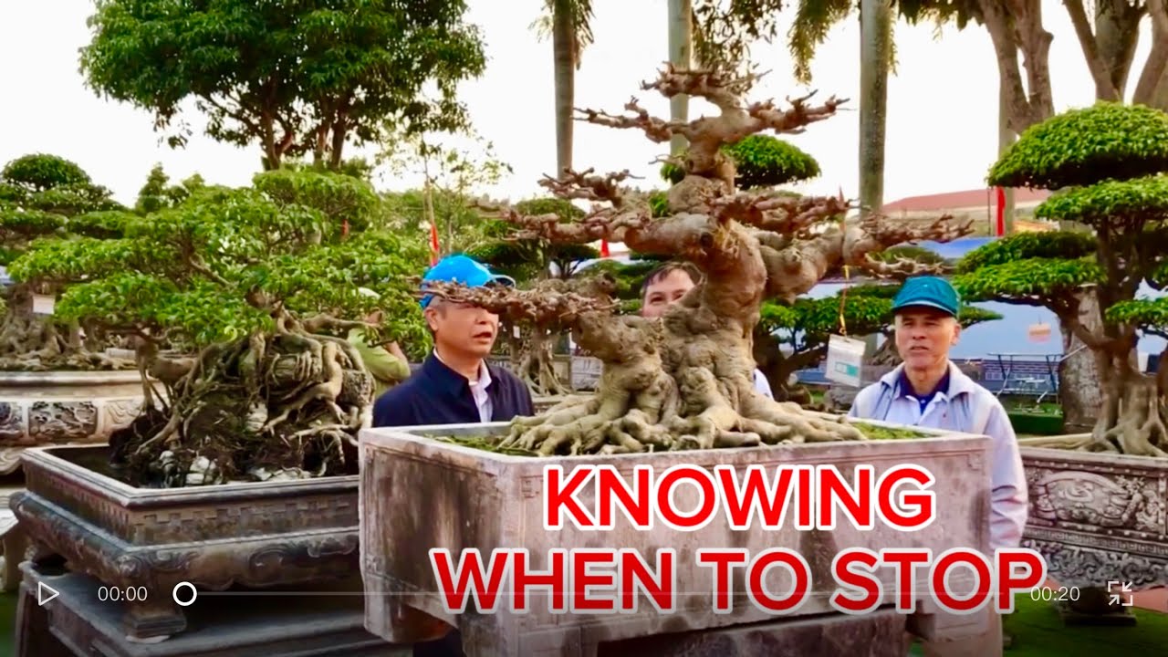 The Most Important Bonsai Skill: Knowing When to Stop