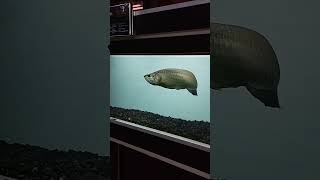 Arwana Jardini Arwana Irian Arwana Papua shorts ikan ikanhias ikanpredator subscribe fish