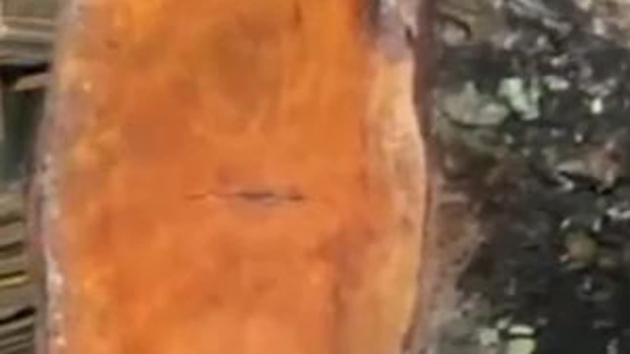 在锯木厂，大型红木原木被锯割成漂亮的木板