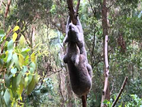 Koala sex very rare to see! Koala voice