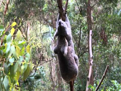 Why Establishing Koalas In New Zealand May Not Be A Good Idea, And Isn't Needed