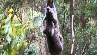 Koala sex very rare to see! Koala voice Koala sex very rare to see! Koala voice
