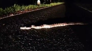Indian Rock python on road | python caught on camera