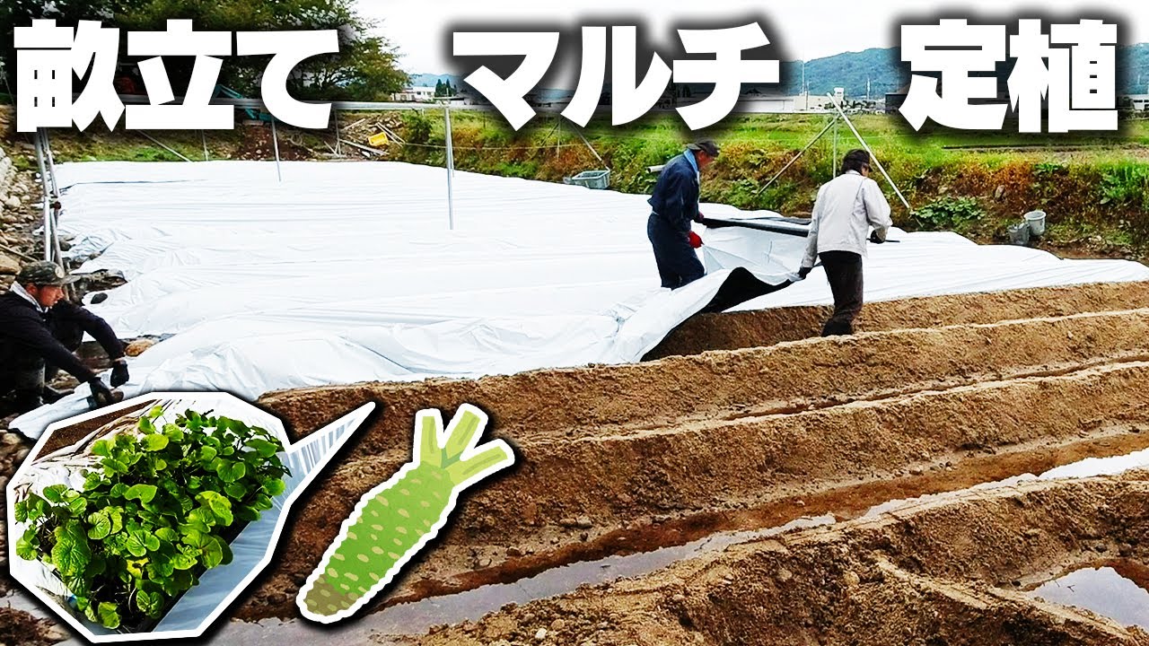 【中古】 ワサビ栽培 わさび栽培】畝立て→マルチ敷き→わさび苗を植える - YouTube