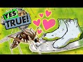 Insect Insights Quiz
