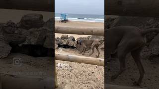 Life’s a Beach #weimaraner #dogbreeds #dog #greyghosts #puppies #dogbreed #puppy #dogsdogsdogs