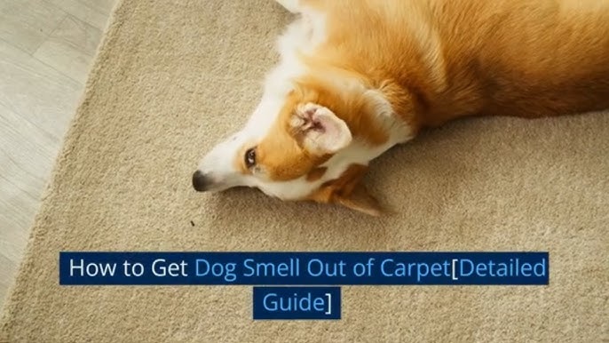 How to CLEAN COUCH and REMOVE ODORS!! Dog, Pet, Smoke (CHEAP & SO EASY!!! )