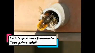 Cosa sono le api solitarie?