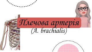 Плечова артерія. A. brachialis. Топографія. Гілки. Ділянки кровопостачання.