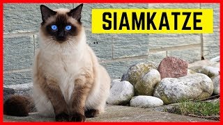 SIAMKATZE CHARAKTER & EIGENSCHAFTEN | RassePortrait Siam Katze