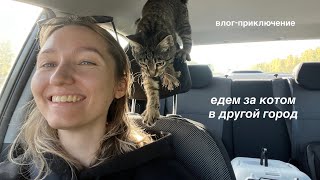 картинка: влог: обустройство дома и появление котика 