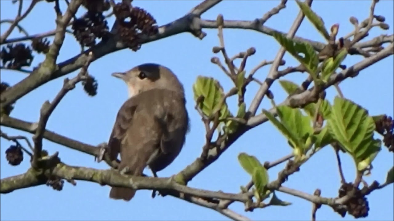 Garden Warbler singing/ Tuinfluiter fluit (Sylvia borin) 
