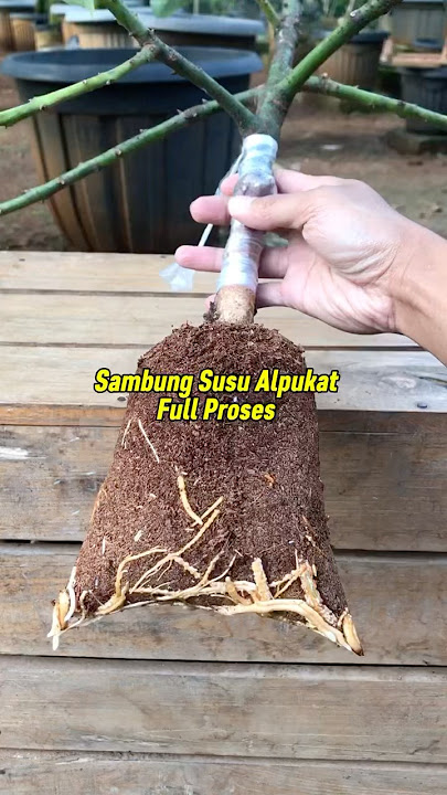 Avocado Milk Grafting Process for Potted Plants #grafting