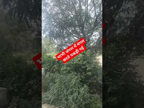 भाभी जंगल में मंगल करते पकड़ी गई 🤔 #viral