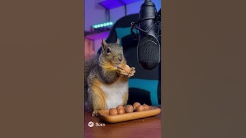 this guy trained his squirrel to make ASMR videos #ai #sora #funny #asmr