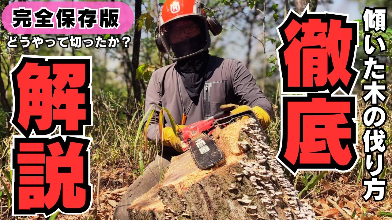 【徹底解説】安全に太い木を切る方法　追いヅル切り実演　〜林業一筋24年・親方が語るプロの判断と技〜