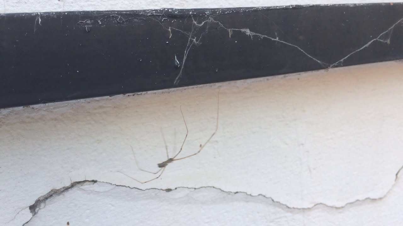 Pholcidae su un muro di periferia