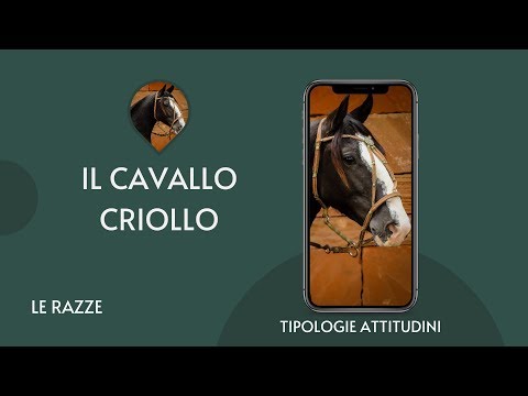 ♘ Cavalli || Criollo || Razze