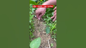 Cách bẫy chuột bằng cạm kiềng #bẫychuột