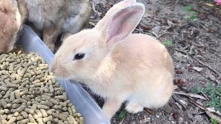 If the algorithm is doing its job, everyone should be seeing a slightly naughty baby bunny!
