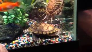 Mr turtles eating blueberry Red Ear Slider Turtle Devouring Blueberry