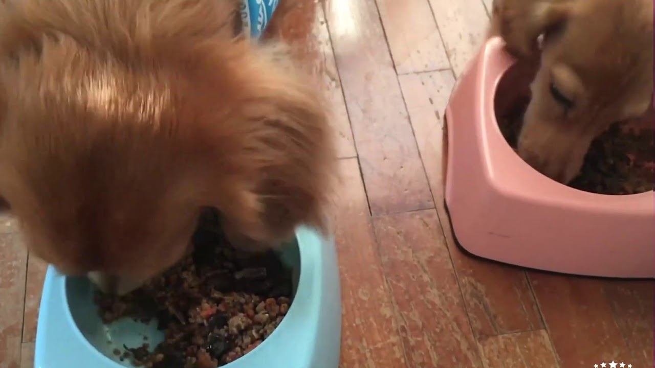 absolute holistic air dried cat food