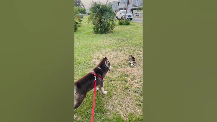 Watch the video about Funny Dog vs cat Drama in 10 Seconds #husky #dog #siberianhusky #dogshorts