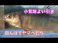 田んぼを流れる小川でヤマベ釣り　オイカワ ハエ