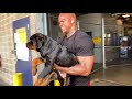 #Rottweiler Vlogs Ep. 104 Mizzo & Mack (Picking up a Rottweiler pup from the airport)