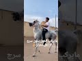 تعليم الركوب بدون سرج