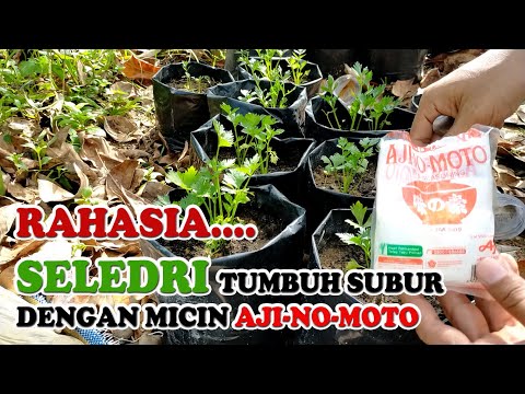 Video: Herbal Daun Seledri - Tips Menanam Dan Memotong Daun Seledri