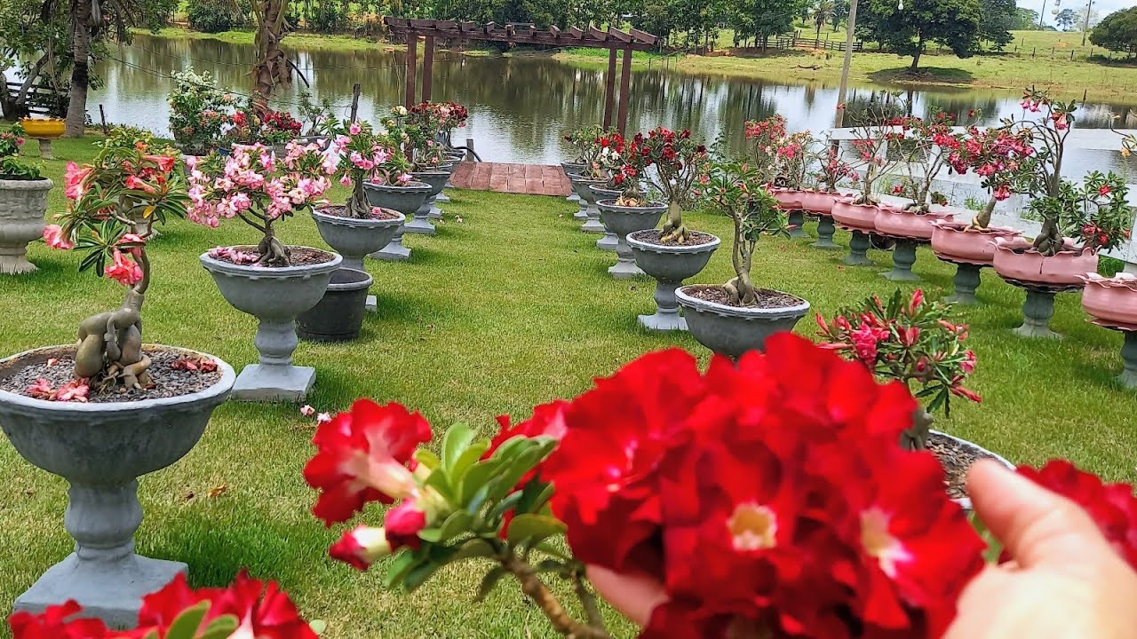 Como polinizar rosa do deserto dia de polinização por aqui