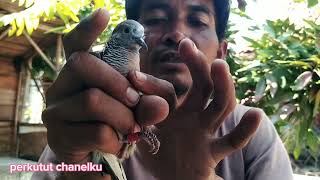 Cara Prediksi Perkutut Suara Besar / Kecil Lewat Tembolok @perkututChanelku