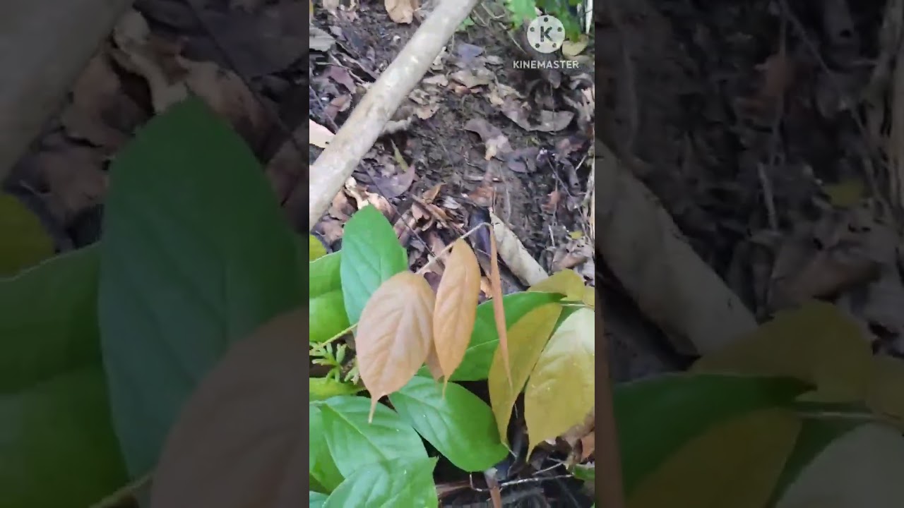 TANAMAN INI AKARNYA BISA RACUN IKAN DAN HAMA PADI