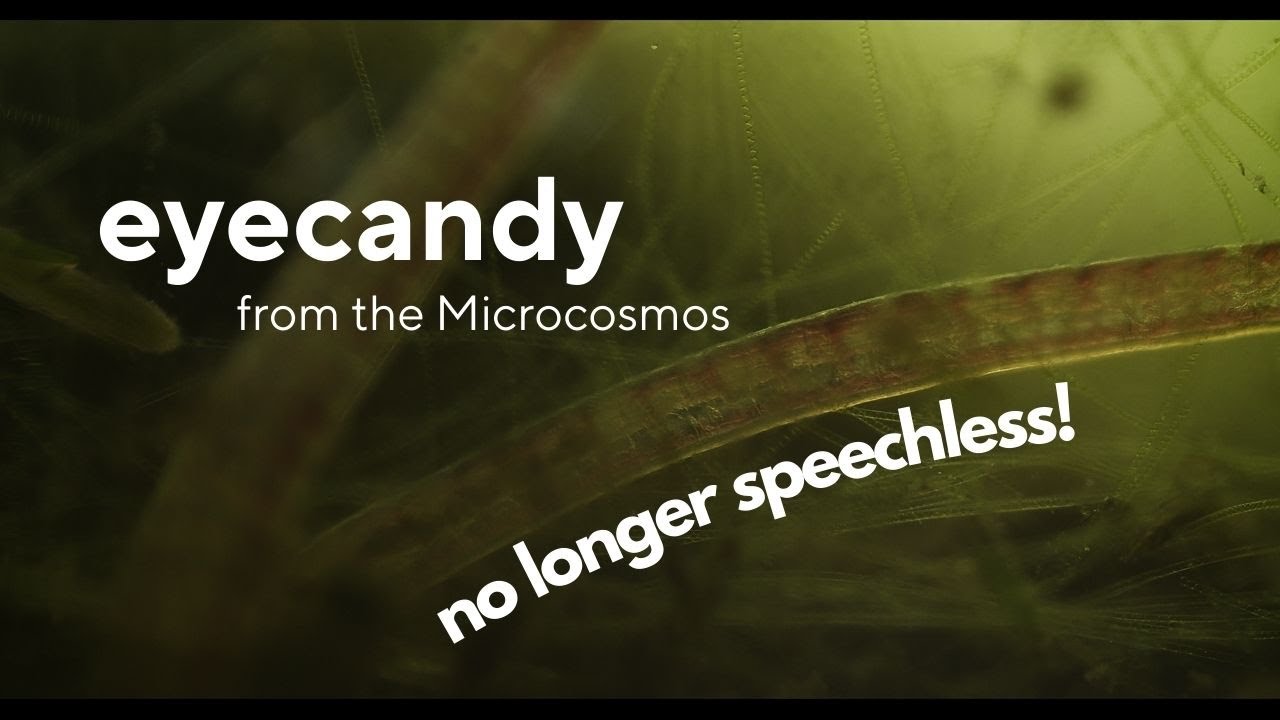 Join me exploring the microcosmos!