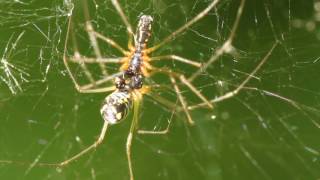 Örümcek Çiftleşmesi Spider Mating 2